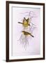 Yellow Honeyeater (Lichenostomus Flavus)-John Gould-Framed Giclee Print