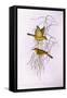 Yellow Honeyeater (Lichenostomus Flavus)-John Gould-Framed Stretched Canvas