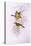 Yellow Honeyeater (Lichenostomus Flavus)-John Gould-Stretched Canvas