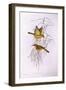 Yellow Honeyeater (Lichenostomus Flavus)-John Gould-Framed Giclee Print