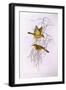 Yellow Honeyeater (Lichenostomus Flavus)-John Gould-Framed Giclee Print
