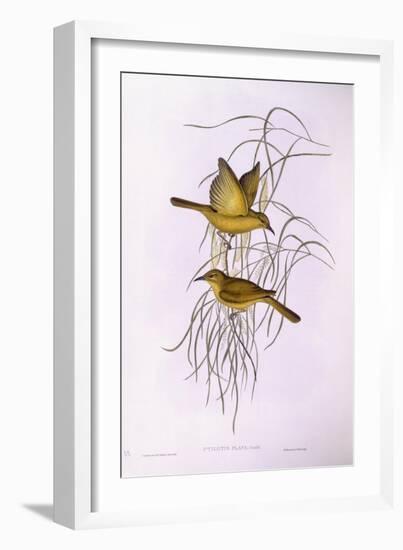 Yellow Honeyeater (Lichenostomus Flavus)-John Gould-Framed Giclee Print