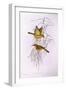 Yellow Honeyeater (Lichenostomus Flavus)-John Gould-Framed Giclee Print