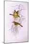 Yellow Honeyeater (Lichenostomus Flavus)-John Gould-Mounted Giclee Print