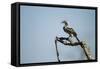 Yellow Hornbill, Chobe National Park, Botswana-Paul Souders-Framed Stretched Canvas