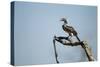 Yellow Hornbill, Chobe National Park, Botswana-Paul Souders-Stretched Canvas
