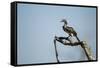 Yellow Hornbill, Chobe National Park, Botswana-Paul Souders-Framed Stretched Canvas