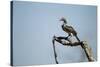 Yellow Hornbill, Chobe National Park, Botswana-Paul Souders-Stretched Canvas