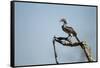 Yellow Hornbill, Chobe National Park, Botswana-Paul Souders-Framed Stretched Canvas