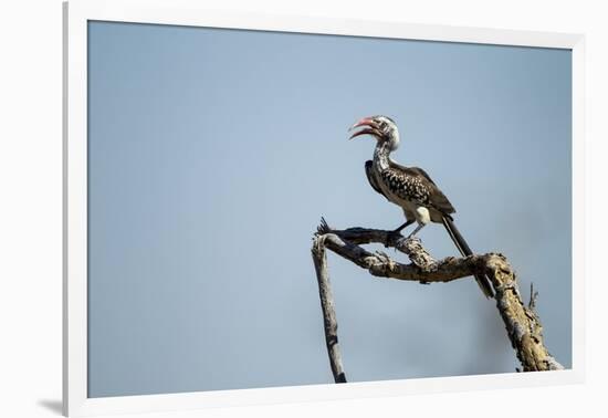 Yellow Hornbill, Chobe National Park, Botswana-Paul Souders-Framed Photographic Print