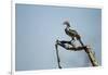Yellow Hornbill, Chobe National Park, Botswana-Paul Souders-Framed Photographic Print