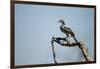 Yellow Hornbill, Chobe National Park, Botswana-Paul Souders-Framed Photographic Print