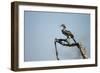 Yellow Hornbill, Chobe National Park, Botswana-Paul Souders-Framed Photographic Print