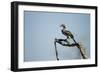 Yellow Hornbill, Chobe National Park, Botswana-Paul Souders-Framed Photographic Print