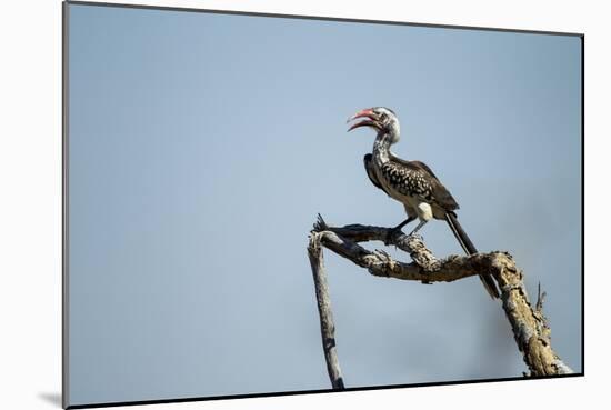 Yellow Hornbill, Chobe National Park, Botswana-Paul Souders-Mounted Photographic Print