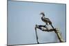 Yellow Hornbill, Chobe National Park, Botswana-Paul Souders-Mounted Photographic Print