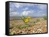 Yellow Horned Poppy Growing on Coastal Shingle Ridge, Norfolk, UK-Gary Smith-Framed Stretched Canvas