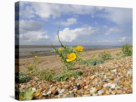 Yellow Horned Poppy Growing on Coastal Shingle Ridge, Norfolk, UK-Gary Smith-Stretched Canvas