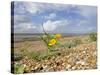 Yellow Horned Poppy Growing on Coastal Shingle Ridge, Norfolk, UK-Gary Smith-Stretched Canvas