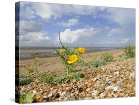 Yellow Horned Poppy Growing on Coastal Shingle Ridge, Norfolk, UK-Gary Smith-Stretched Canvas