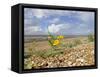 Yellow Horned Poppy Growing on Coastal Shingle Ridge, Norfolk, UK-Gary Smith-Framed Stretched Canvas