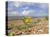 Yellow Horned Poppy Growing on Coastal Shingle Ridge, Norfolk, UK-Gary Smith-Stretched Canvas