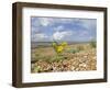 Yellow Horned Poppy Growing on Coastal Shingle Ridge, Norfolk, UK-Gary Smith-Framed Photographic Print