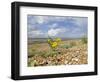 Yellow Horned Poppy Growing on Coastal Shingle Ridge, Norfolk, UK-Gary Smith-Framed Photographic Print