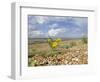 Yellow Horned Poppy Growing on Coastal Shingle Ridge, Norfolk, UK-Gary Smith-Framed Photographic Print
