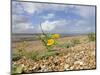 Yellow Horned Poppy Growing on Coastal Shingle Ridge, Norfolk, UK-Gary Smith-Mounted Photographic Print