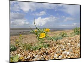 Yellow Horned Poppy Growing on Coastal Shingle Ridge, Norfolk, UK-Gary Smith-Mounted Photographic Print