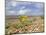 Yellow Horned Poppy Growing on Coastal Shingle Ridge, Norfolk, UK-Gary Smith-Mounted Photographic Print