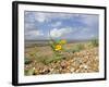 Yellow Horned Poppy Growing on Coastal Shingle Ridge, Norfolk, UK-Gary Smith-Framed Photographic Print