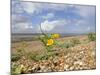 Yellow Horned Poppy Growing on Coastal Shingle Ridge, Norfolk, UK-Gary Smith-Mounted Photographic Print
