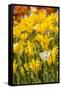 Yellow Hybrid Tulips-Richard T. Nowitz-Framed Stretched Canvas