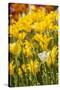 Yellow Hybrid Tulips-Richard T. Nowitz-Stretched Canvas