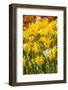 Yellow Hybrid Tulips-Richard T. Nowitz-Framed Photographic Print