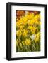 Yellow Hybrid Tulips-Richard T. Nowitz-Framed Photographic Print