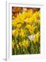 Yellow Hybrid Tulips-Richard T. Nowitz-Framed Photographic Print