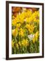 Yellow Hybrid Tulips-Richard T. Nowitz-Framed Photographic Print