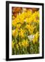 Yellow Hybrid Tulips-Richard T. Nowitz-Framed Photographic Print