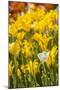 Yellow Hybrid Tulips-Richard T. Nowitz-Mounted Photographic Print