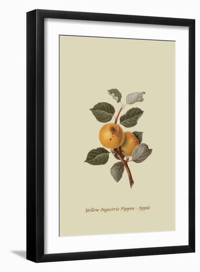 Yellow Ingestrie Pippin - Apple-William Hooker-Framed Art Print