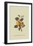 Yellow Ingestrie Pippin - Apple-William Hooker-Framed Art Print