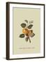 Yellow Ingestrie Pippin - Apple-William Hooker-Framed Art Print