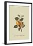 Yellow Ingestrie Pippin - Apple-William Hooker-Framed Art Print