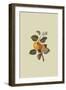 Yellow Ingestrie Pippin - Apple-William Hooker-Framed Art Print