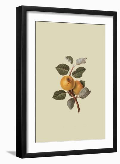 Yellow Ingestrie Pippin - Apple-William Hooker-Framed Art Print