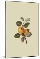 Yellow Ingestrie Pippin - Apple-William Hooker-Mounted Art Print