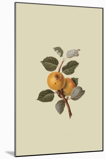 Yellow Ingestrie Pippin - Apple-William Hooker-Mounted Art Print